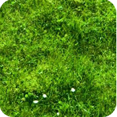 4079200_grass1 (170x170, 79Kb)