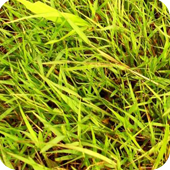 4079200_grass3 (170x170, 81Kb)