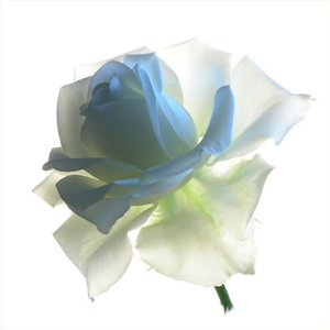 92918550 (300x300, 9Kb)