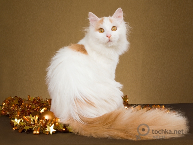 shutterstock-39205738 (639x480, 196Kb)