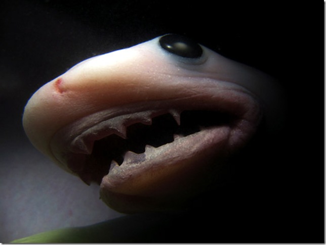 babyshark 1 (644x485, 37Kb)