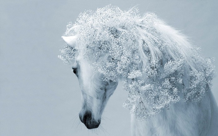 Animals_Horses_Beautiful_white_horse_031470_ (700x437, 73Kb)