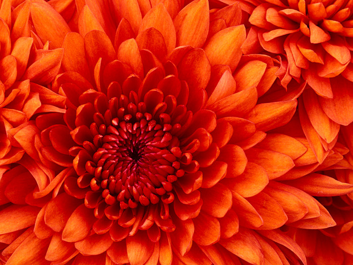 Chrysanthemum (700x525, 179Kb)
