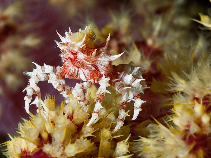 Dendronephthya-Crab-Hoplophrys-oatesii-Schleierbaeumchen-Spinnenkrabbe-a23835002 (700x525, 292Kb)