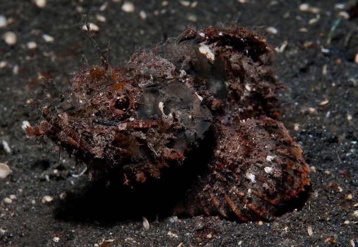 Raggy-Scorpionfish-Scorpaenopsis-venosa-Fetzen-Drachenkopf-a22718087 (700x484, 278Kb)