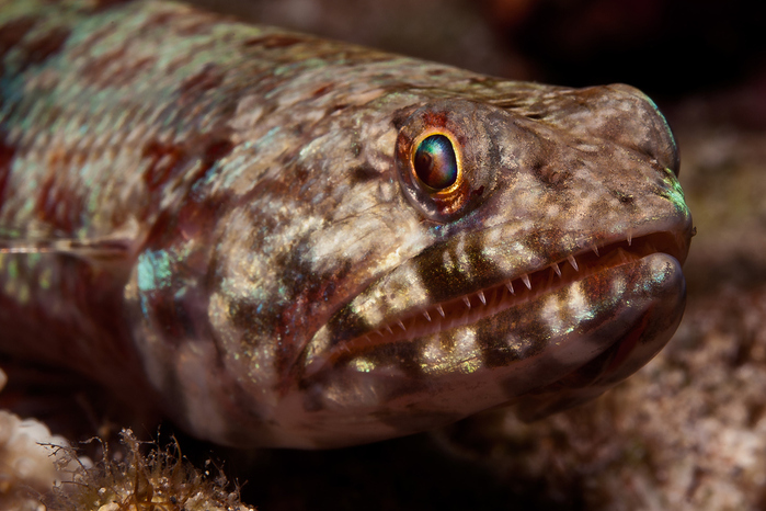 Slender-Lizardfish-Saurida-gracilis-Marmorierter-Eidechsenfisch-RELOAD-a25319016 (700x466, 216Kb)