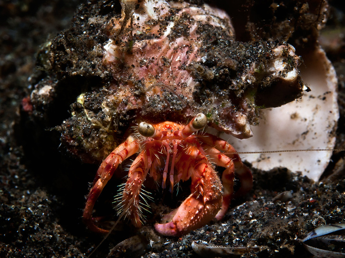 Starry-eyed-Hermit-Crab-Dardanus-venosus-Sternaugen-Einsiedlerkrebs-a25357977 (700x525, 240Kb)
