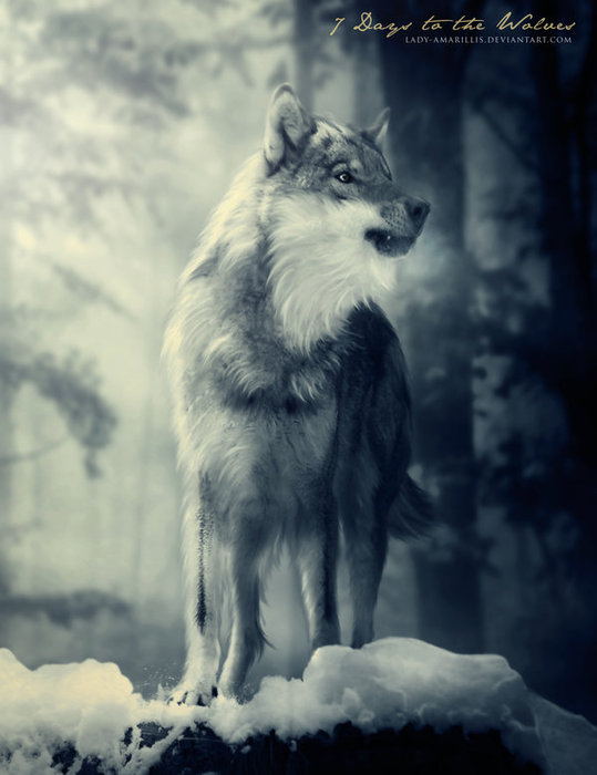 7_days_to_the_wolves_by_lady_amarillis-d34ezkr (539x700, 56Kb)