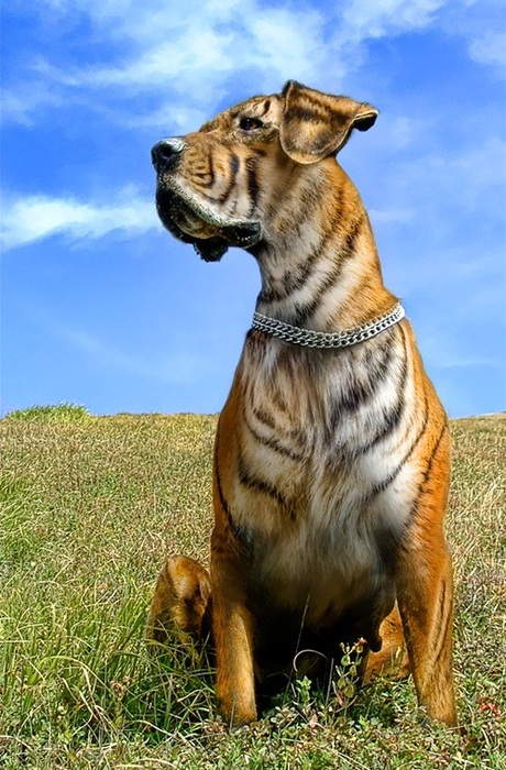 chinese-dog-dying-great-dane-tiger-dyed (460x700, 149Kb)