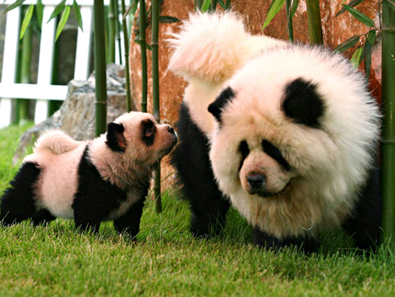 3425252_chinesedogdyingwtfpandadyedchow (570x428, 246Kb)