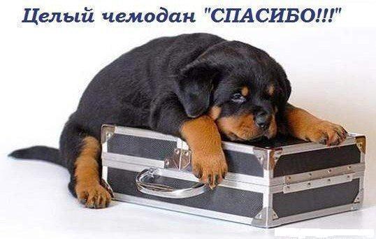 http://img1.liveinternet.ru/images/attach/c/4/82/253/82253717_CHemodan_Spasibo.jpg