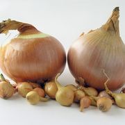 do-onion-seeds-need-grow_-800x800 (180x180, 6Kb)