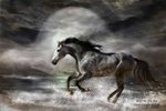  1319896385_horse-16_wildasthesea_pic (700x467, 50Kb)