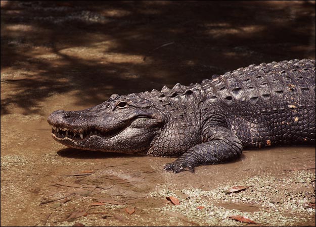 Самый большой аллигатор в мире фото