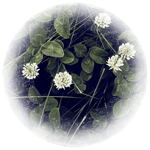 0 (150x150, 50Kb)