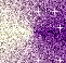  purplepin (61x58, 13Kb)