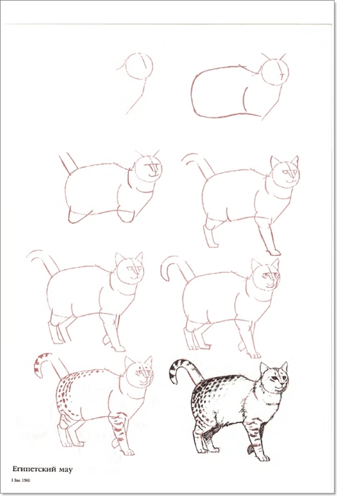 Схема рисунка кошки