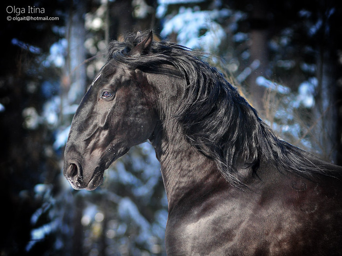 gothic_stallion_by_olga5-d3a2qgh (700x524, 130Kb)