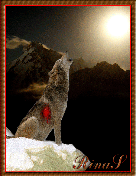 Хоть вой. Воющий волк. Волчица воет. Волчица воет на луну. Одинокий волк.
