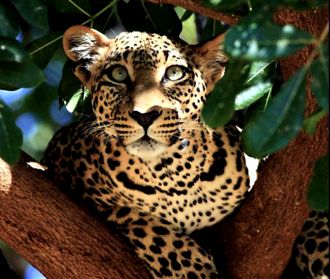 Leopard (330x279, 35Kb)
