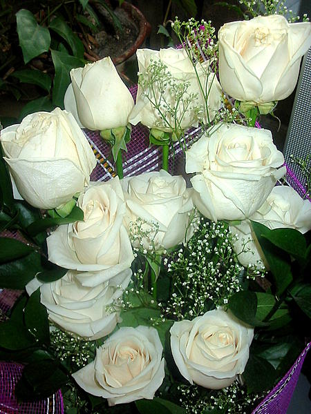 ph99985 (450x600, 73Kb)