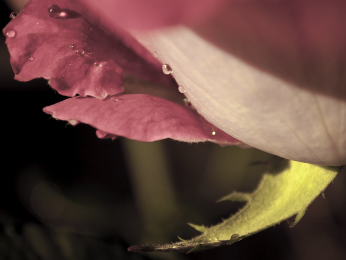 DSC_4069.1 (700x527, 100Kb)