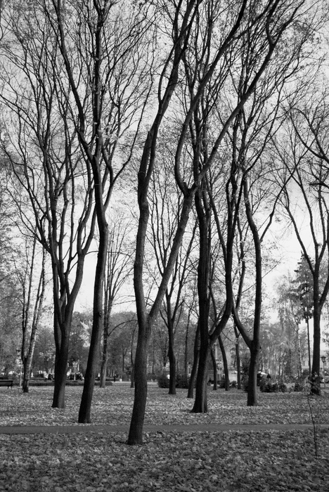 DSC_0893  (468x700, 286Kb)