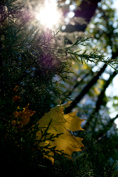 DSC_4210 (468x700, 483Kb)