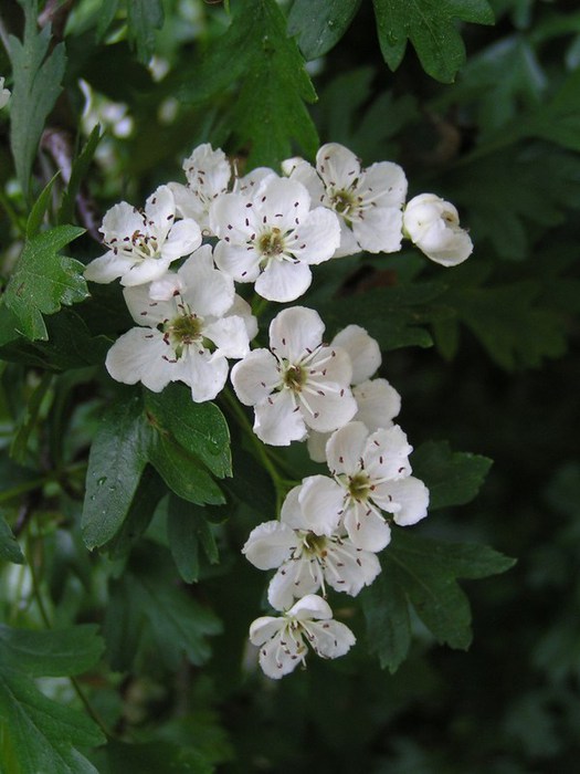 file_common-hawthorn (525x700, 72Kb)