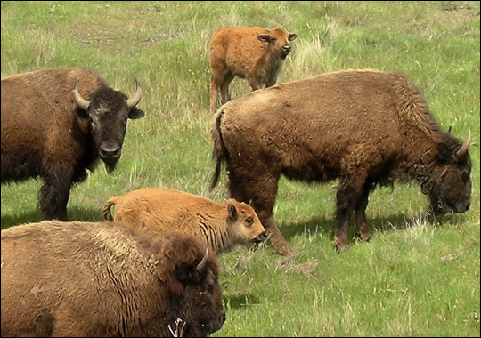american-bison (540x380, 259Kb)