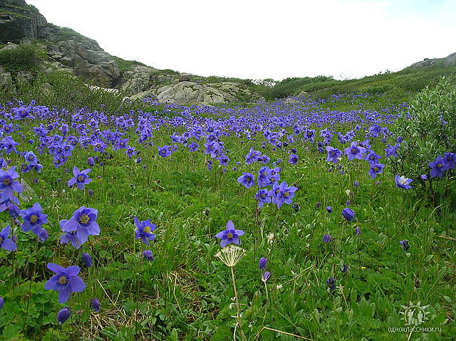 Цветы казахстана фото