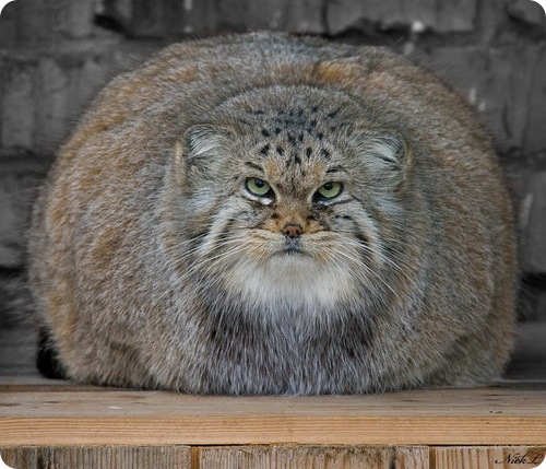 manul15 (500x429, 86Kb)