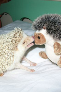 24_real_and_toy_hedgehogs (200x300, 17Kb)