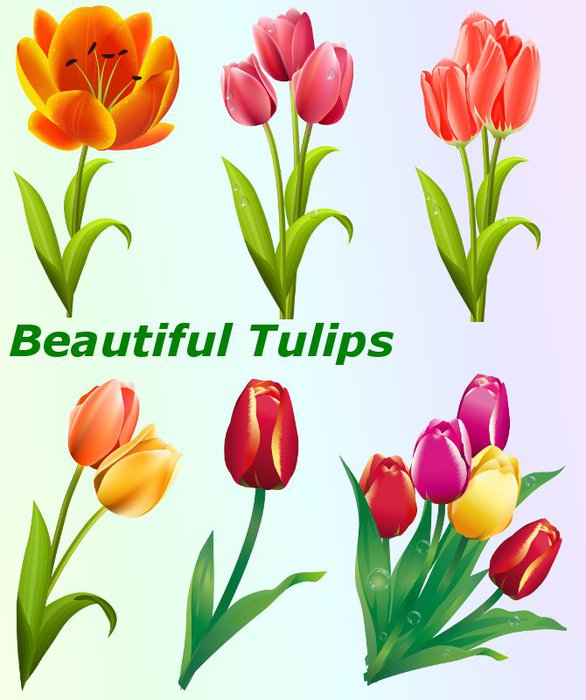 3291761_01Beautiful_Tulips (586x700, 68Kb)