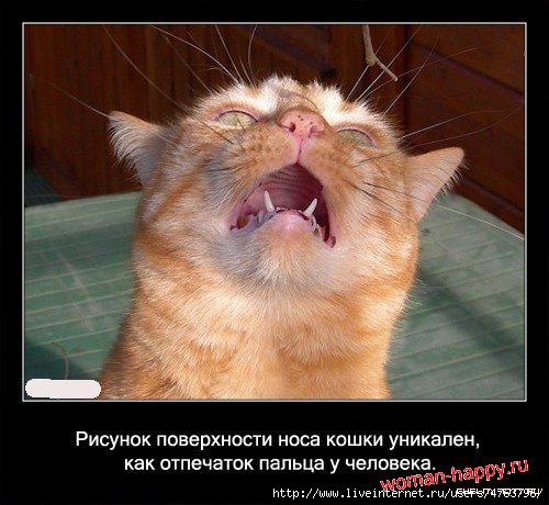 1299610483_1239092401_interesnoe_o_koshkakh_56_foto_30[1] (500x460, 125Kb)