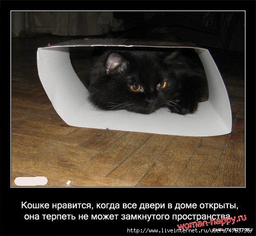 1299610590_1239092156_interesnoe_o_koshkakh_56_foto_5[1] (500x460, 117Kb)