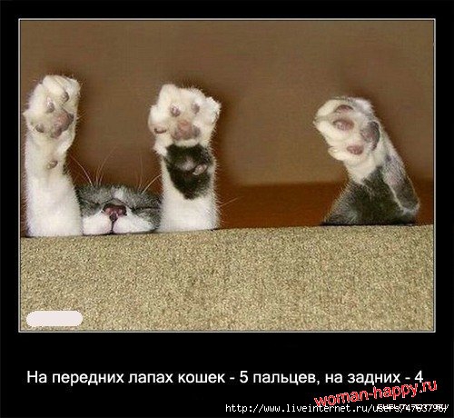 1299610636_1239092147_interesnoe_o_koshkakh_56_foto_16[1] (500x460, 131Kb)