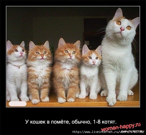 1299610646_1239092124_interesnoe_o_koshkakh_56_foto_14[1] (500x460, 124Kb)