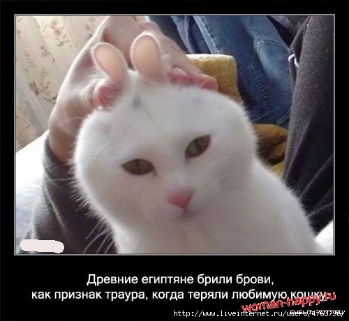 1299610687_1239092115_interesnoe_o_koshkakh_56_foto_11[1] (500x460, 103Kb)