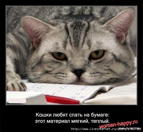 1299610772_1239092098_interesnoe_o_koshkakh_56_foto_4[1] (500x460, 140Kb)