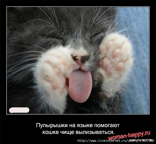 1299610808_1239092097_interesnoe_o_koshkakh_56_foto_15[1] (500x460, 121Kb)
