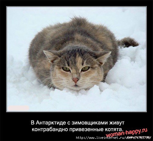 1299610860_1239092063_interesnoe_o_koshkakh_56_foto_9[1] (500x460, 119Kb)
