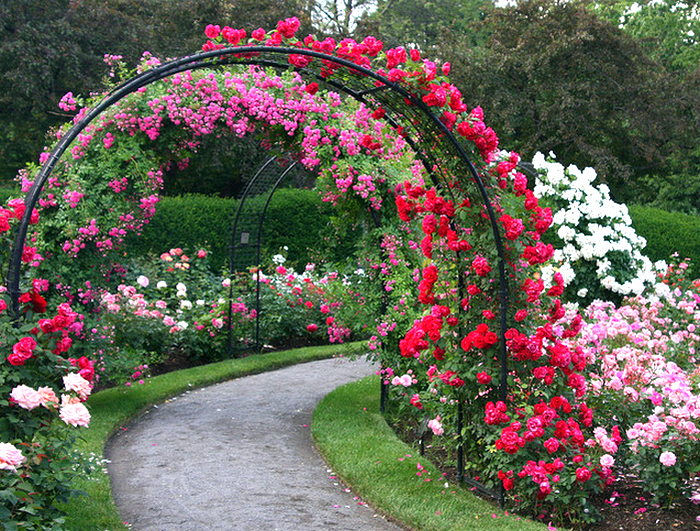 73727781_rose_garden_path__Flickr__Photo_Sharing (700x531, 1005Kb)