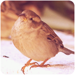 fl_003 (150x150, 40Kb)
