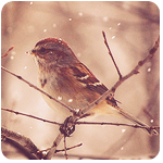 fl_005 (150x150, 49Kb)