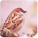 fl_008 (150x150, 40Kb)