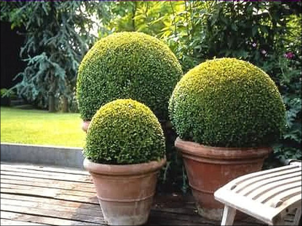 ball-topiary-large (600x449, 106Kb)