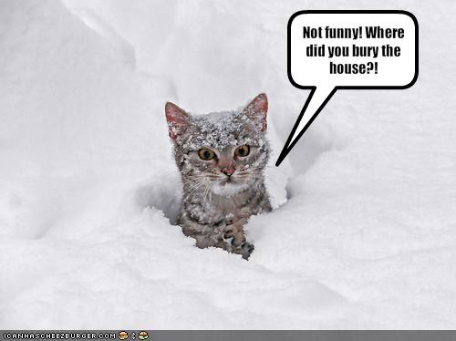 funny-pictures-cat-asks-where-you-buried-the-house (500x374, 22Kb)