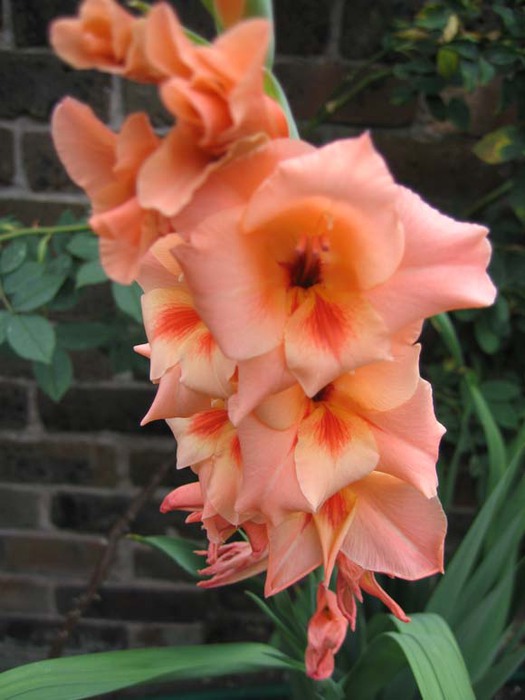 gladiolus08 (525x700, 70Kb)