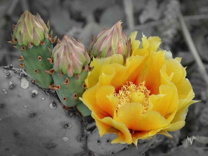 opuntia_by_mv_darkroom-d4jvwfg (700x525, 60Kb)